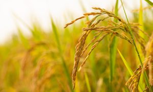 عکس شاخص وبلاگ برنج طارم هاشمی/ tarom hashemi rice